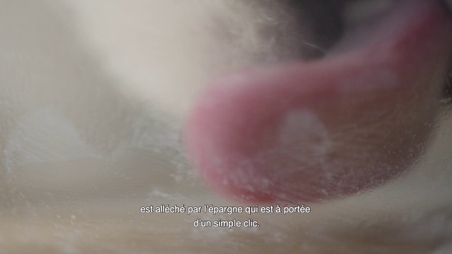 Video Reference: Skin, Nose, Close-up, Flesh, Sitting, Food, Small, Cat, White, Red, Playing, Teeth, Ball, Fog, Blur