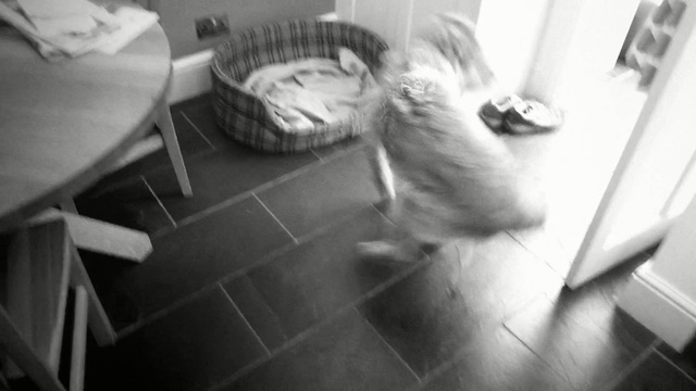 Video Reference: white, black, photograph, black and white, mammal, monochrome photography, vertebrate, floor, cat, room