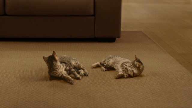 Video Reference: domestic cat, cat, feline, domestic animal, pet, tabby, kitten, kitty, fur, domestic, cute, whiskers, furry, eyes, Person