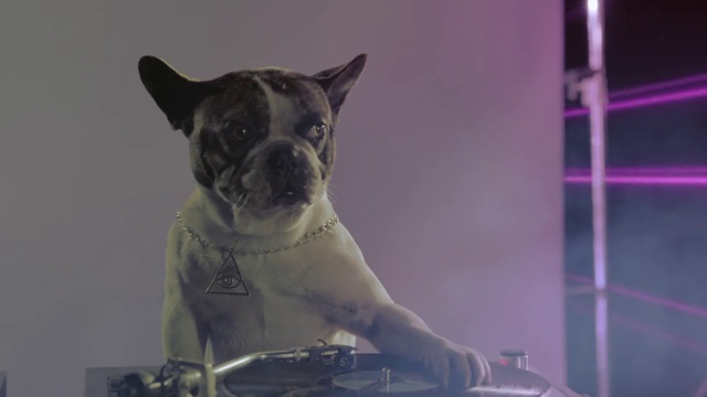 Video Reference: Dog, Canidae, French bulldog, Dog breed, Snout, Bulldog, Non-Sporting Group, Carnivore, Companion dog, Fawn