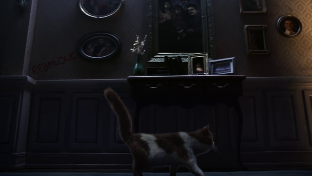 Video Reference: Cat, Black, Felidae, Light, Small to medium-sized cats, Whiskers, Room, Darkness, Tail, Fur