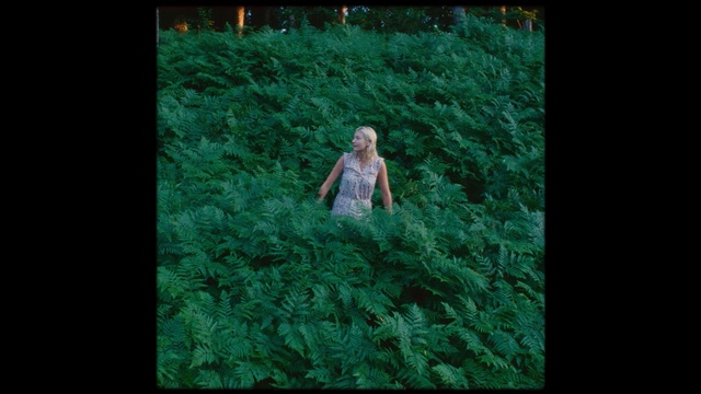 Video Reference: green, nature, ecosystem, grass, darkness, flora, screenshot, tree, organism, biome