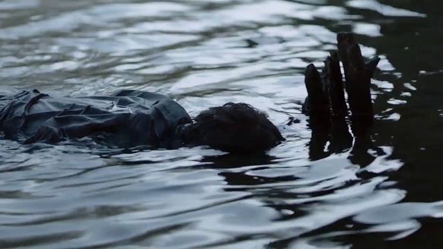 Video Reference: Water, Reflection, Wave, Watercourse, Wildlife, Water bird, Sea otter, River