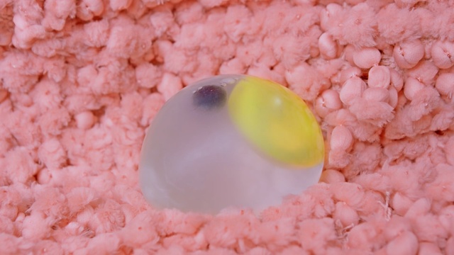 Video Reference: pink, close up, macro photography