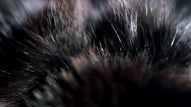 Video Reference: black, fur, whiskers, close up, snout, photography, macro photography, darkness, sky, computer wallpaper