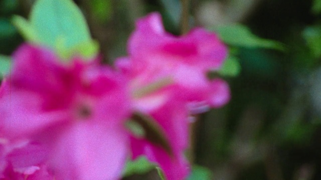 Video Reference: Flower, Flowering plant, Petal, Pink, Plant, Azalea, Botany, Spring, Rhododendron, Shrub