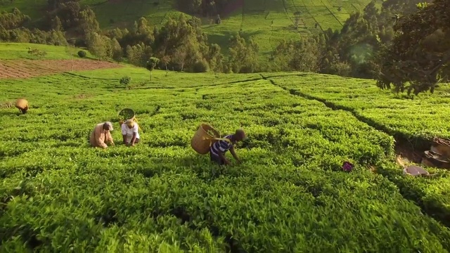 Video Reference: People in nature, Highland, Nature, Natural landscape, Hill station, Plantation, Pasture, Grassland, Grass, Tea plant