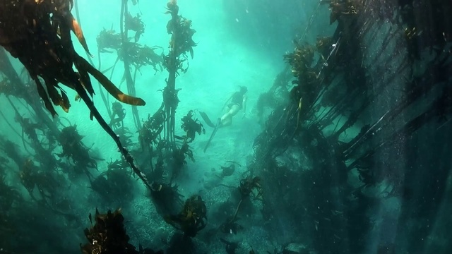 Video Reference: Water, Green, Underwater, Organism, Fluid, Plant, Aqua, Marine biology, Recreation, Algae