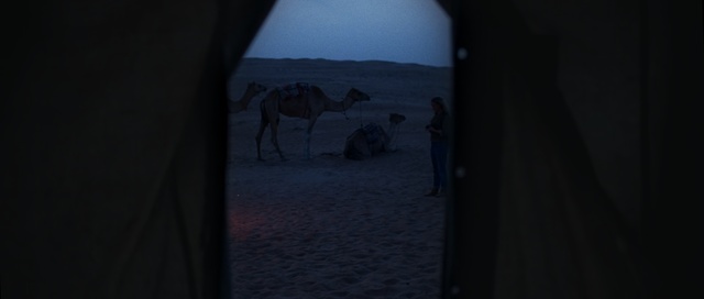 Video Reference: Black, Sky, Darkness, Wildlife, Landscape, Tree, Photography, Room, Camel, Window