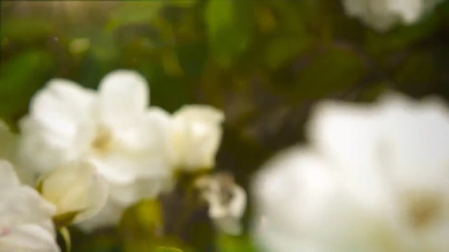 Video Reference: White, Flower, Petal, Nature, Plant, Flowering plant, Spring, Branch, Blossom, Botany