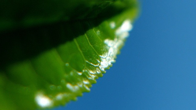 Video Reference: water, green, leaf, dew, drop, macro photography, moisture, close up, sky, plant stem