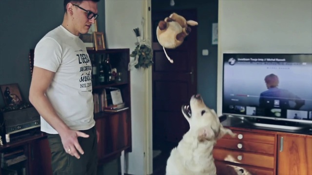 Video Reference: Canidae, Dog, Retriever, Dog breed, Sporting group, Carnivore, Non-sporting group, Labrador retriever, Companion dog, Golden retriever, Indoor, Person, Cabinet, Small, Sitting, Kitchen, Living, Standing, Looking, Front, Man, Room, Playing, Table, Watching, Television, Computer, Holding, Black, Young, Desk, White, Woman, Video, Oven, Stove, Floor, Animal