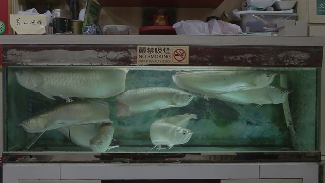 Video Reference: fish, fish, glass, aquarium, seafood