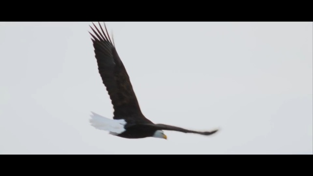 Video Reference: Bird, Eagle, Beak, Bald eagle, Bird of prey, Accipitridae, Accipitriformes, Wing, Feather, Kite