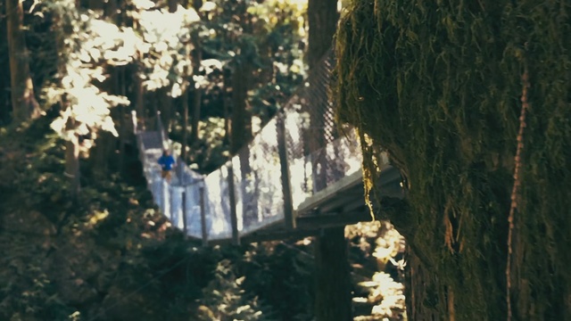 Video Reference: Tree, Sunlight, Plant, Branch, Forest, Reflection, Trunk