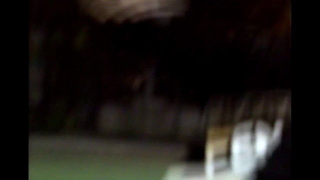 Video Reference: Black, Green, Darkness, Light, Tree, Night, Sky, Photography, Wood, Grass