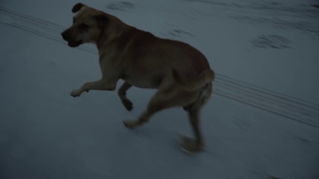 Video Reference: Dog, Canidae, Dog breed, Carnivore, Snout, Labrador retriever, Sporting Group, Street dog, Guard dog, Fawn