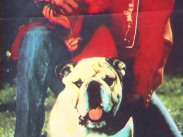 Video Reference: Dog, Dog breed, Canidae, Snout, Carnivore, Non-Sporting Group, Bulldog, Olde english bulldogge, Fawn