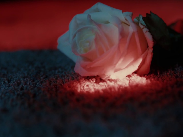 Video Reference: Red, Garden roses, Pink, Rose, Blue, Light, Rose family, Petal, Flower, Sky