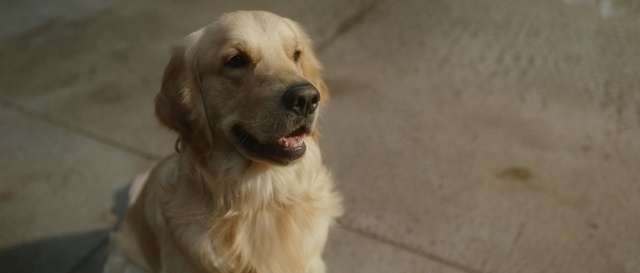 Video Reference: golden retriever, retriever, sporting dog, dog, hunting dog, pet, canine, puppy, cute, golden, domestic, breed