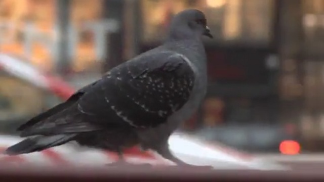 Video Reference: bird, pigeons and doves, beak, fauna, feather, wing