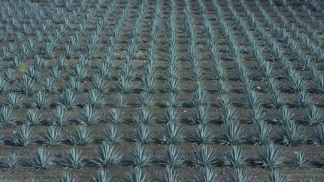 Video Reference: Pattern, Woven fabric, Grass, Metal, Textile, Plant, Mesh
