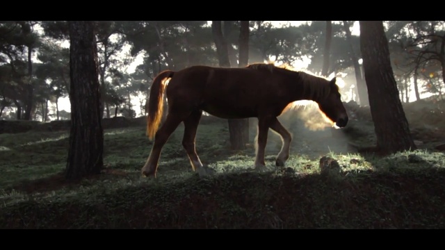 Video Reference: Vertebrate, Mammal, Horse, Wildlife, Light, Terrestrial animal, Morning, Sunlight, Woodland, Mare