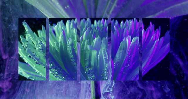 Video Reference: Purple, Violet, Lavender, Blue, Green, Flower, Plant, Water, Petal, Flowering plant