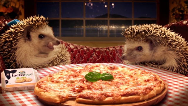 Video Reference: hedgehog, domesticated hedgehog, mammal, erinaceidae, cuisine, Person