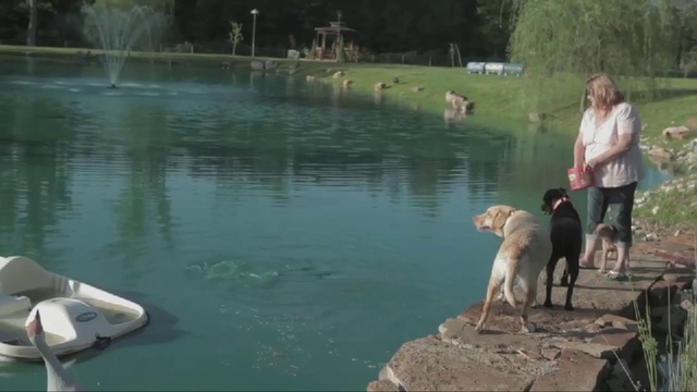 Video Reference: Mammal, Canidae, Dog, Water, Dog breed, Water resources, Retriever, Sporting Group, Carnivore, Pond