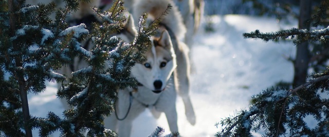 Video Reference: Mammal, Canidae, Dog, canis lupus tundrarum, Siberian husky, Canadian eskimo dog, Tree, Alaskan malamute, Snow, Sakhalin husky, Person
