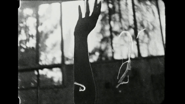 Video Reference: White, Black, Photograph, Black-and-white, Monochrome photography, Monochrome, Snapshot, Tree, Photography, Hand