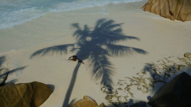Video Reference: water, sand, sky, arecales, sea, tree, palm tree