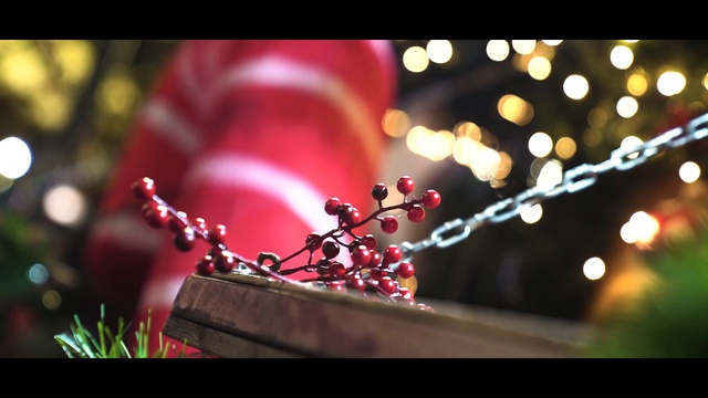 Video Reference: Red, Macro photography, Spring, Plant, Tree, Flower, Photography, Branch, Still life photography, Christmas lights