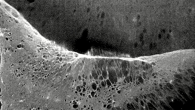 Video Reference: Black, Black-and-white, Water, Monochrome, Monochrome photography, Leaf, Tree, Line, Grass, Photography