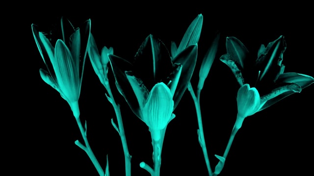 Video Reference: Green, Botany, Leaf, Plant, Flower, Graphics, Petal, Black-and-white, Graphic design