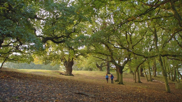 Video Reference: Plant, People in nature, Natural landscape, Tree, Branch, Shade, Wood, Trunk, Deciduous, Grass
