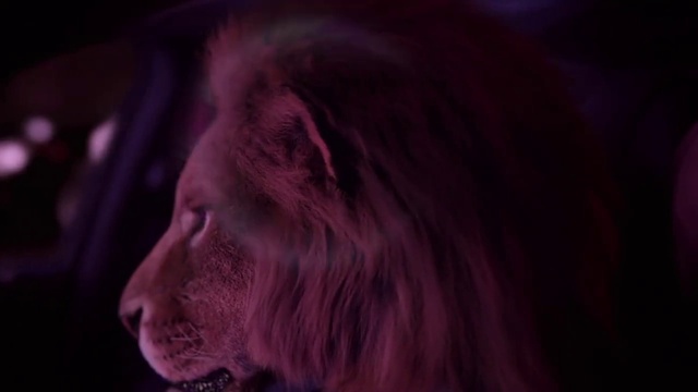 Video Reference: Purple, Darkness, Light, Violet, Pink, Magenta, Snout, Organism, Mouth, Lion