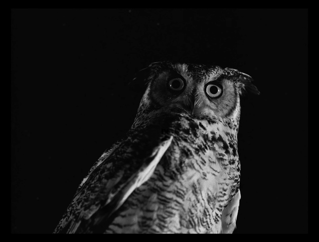 Video Reference: Owl, Bird, Bird of prey, Black, Black-and-white, Eastern Screech owl, Monochrome photography, Monochrome, Wildlife, Screech owl