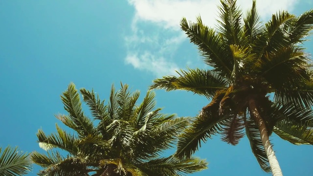 Video Reference: Cloud, Sky, Azure, Branch, Terrestrial plant, Arecales, Vegetation, Tree, Evergreen, Palm tree