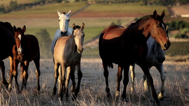 Video Reference: horse, herd, mustang horse, horse like mammal, mare, pasture, grassland, steppe, ranch, prairie, Person