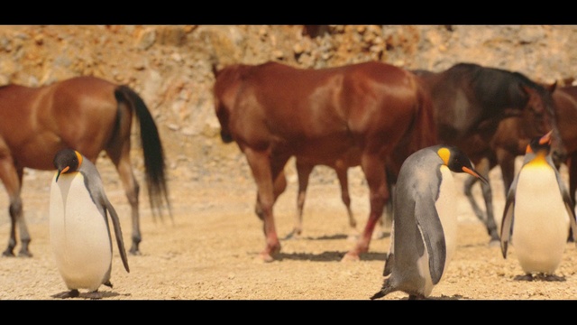 Video Reference: Vertebrate, Mammal, Bovine, Terrestrial animal, Wildlife, Adaptation, Herd, Cow-goat family, Livestock, Landscape