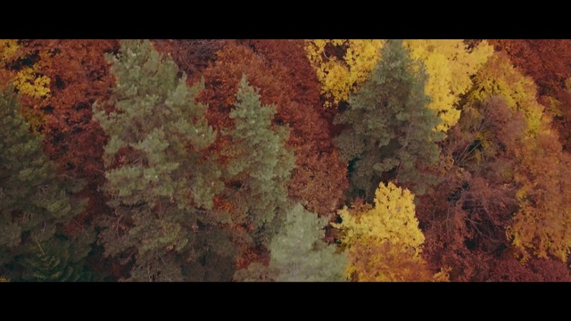 Video Reference: Nature, Leaf, Yellow, Brown, Biome, Tree, Painting, Organism, Autumn, Modern art