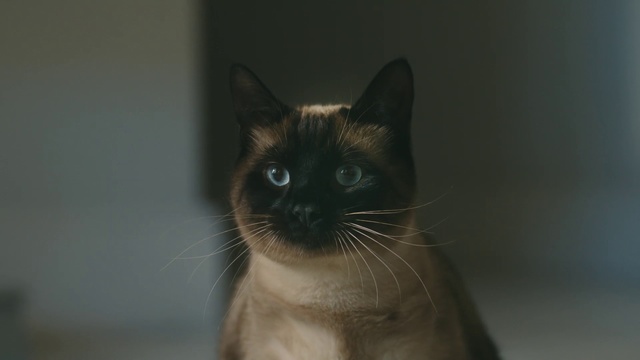 Video Reference: Cat, Siamese, Whiskers, Mammal, Small to medium-sized cats, Felidae, Burmese, Tonkinese, Thai, Carnivore