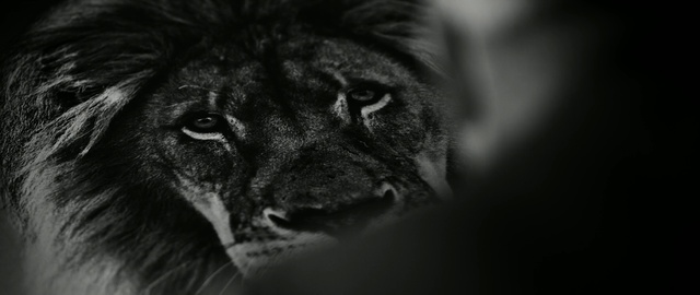Video Reference: Black, Black-and-white, Lion, Felidae, Snout, Big cats, Wildlife, Whiskers, Eye, Monochrome photography