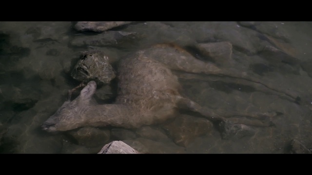 Video Reference: Otter, Organism, Wildlife, Carnivore, Dinosaur, Mustelidae, Komodo dragon