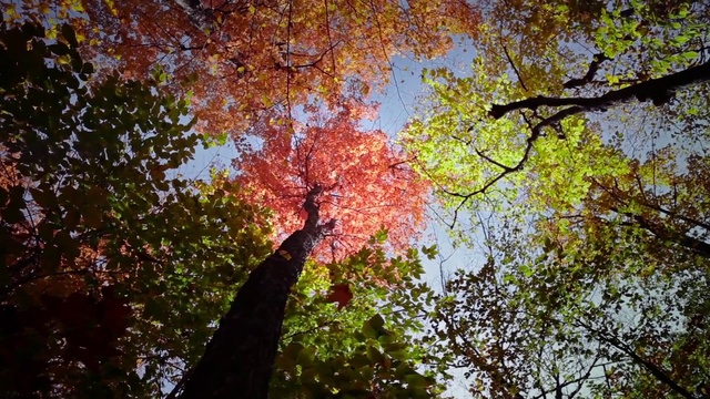 Video Reference: Tree, Leaf, Nature, Green, Woody plant, Branch, Autumn, Sky, Natural environment, Northern hardwood forest