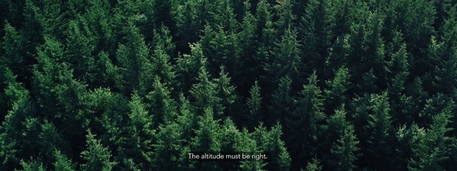 Video Reference: shortleaf black spruce, balsam fir, Tree, Tropical and subtropical coniferous forests, Yellow fir, Forest, Canadian fir, oregon pine, Vegetation, Spruce-fir forest