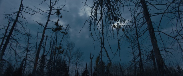 Video Reference: Sky, Tree, Nature, Branch, Blue, Atmospheric phenomenon, Natural environment, Forest, Atmosphere, Woody plant