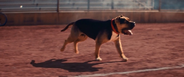 Video Reference: dog, dog like mammal, dog breed, snout, treeing walker coonhound, hound, tail, hunting dog, beagle